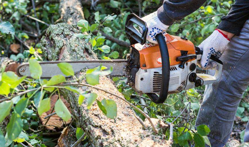 Tree Trimming